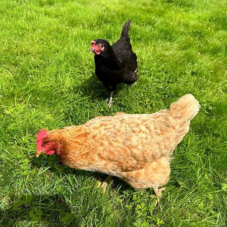The Hen House Vila Haddington Exterior foto