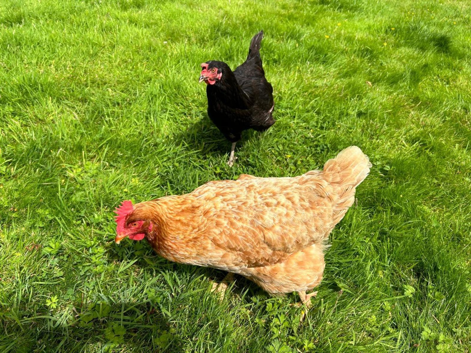 The Hen House Vila Haddington Exterior foto